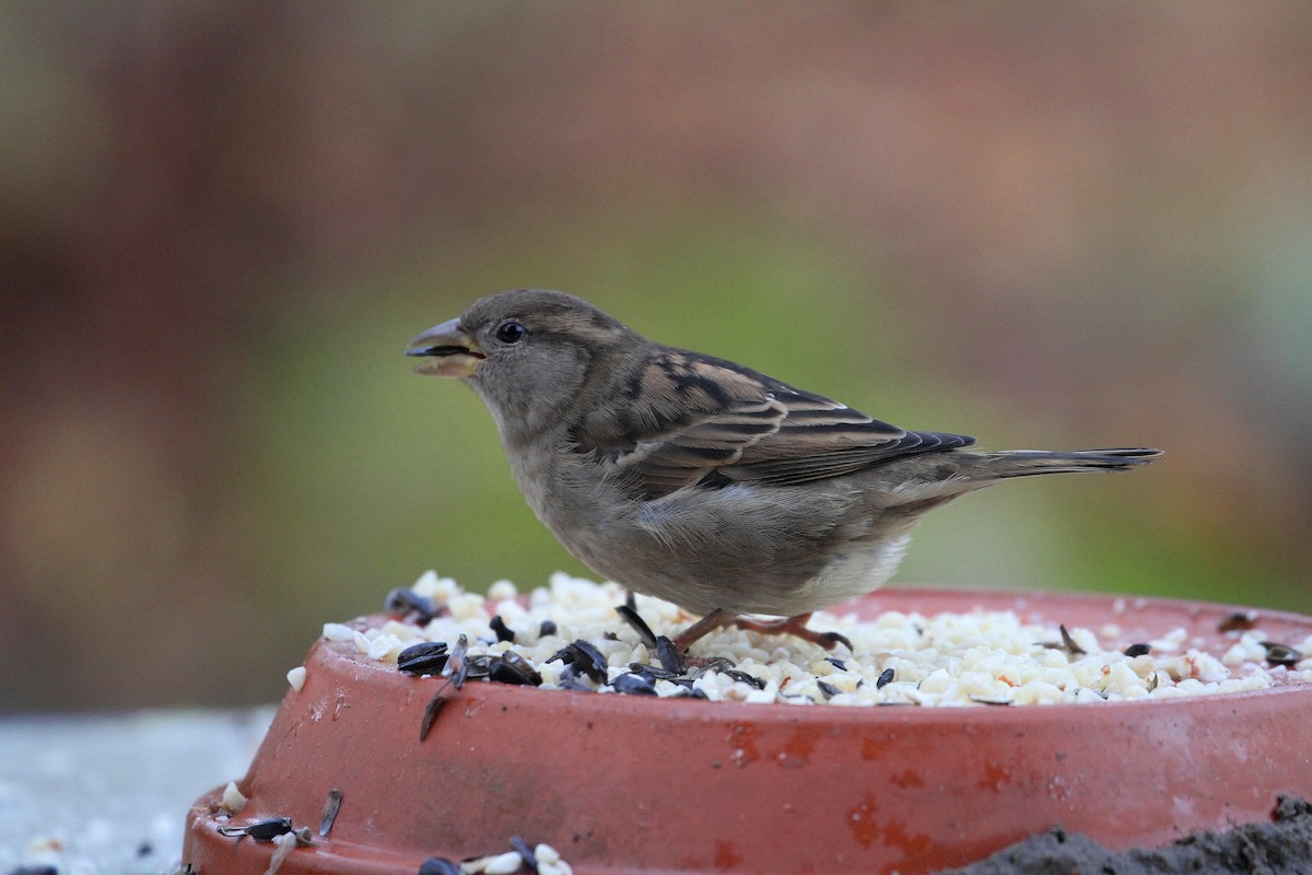 House Sparrow - ML626662365