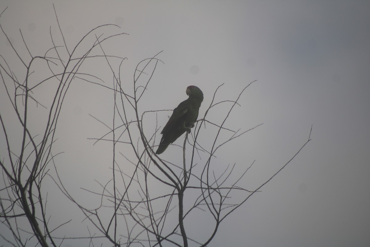 Red-crowned Amazon - ML626662455