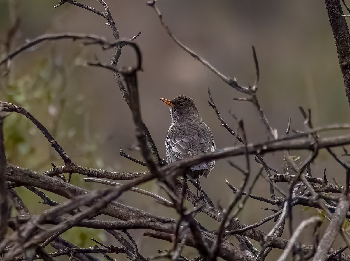 Ring Ouzel - ML626662475