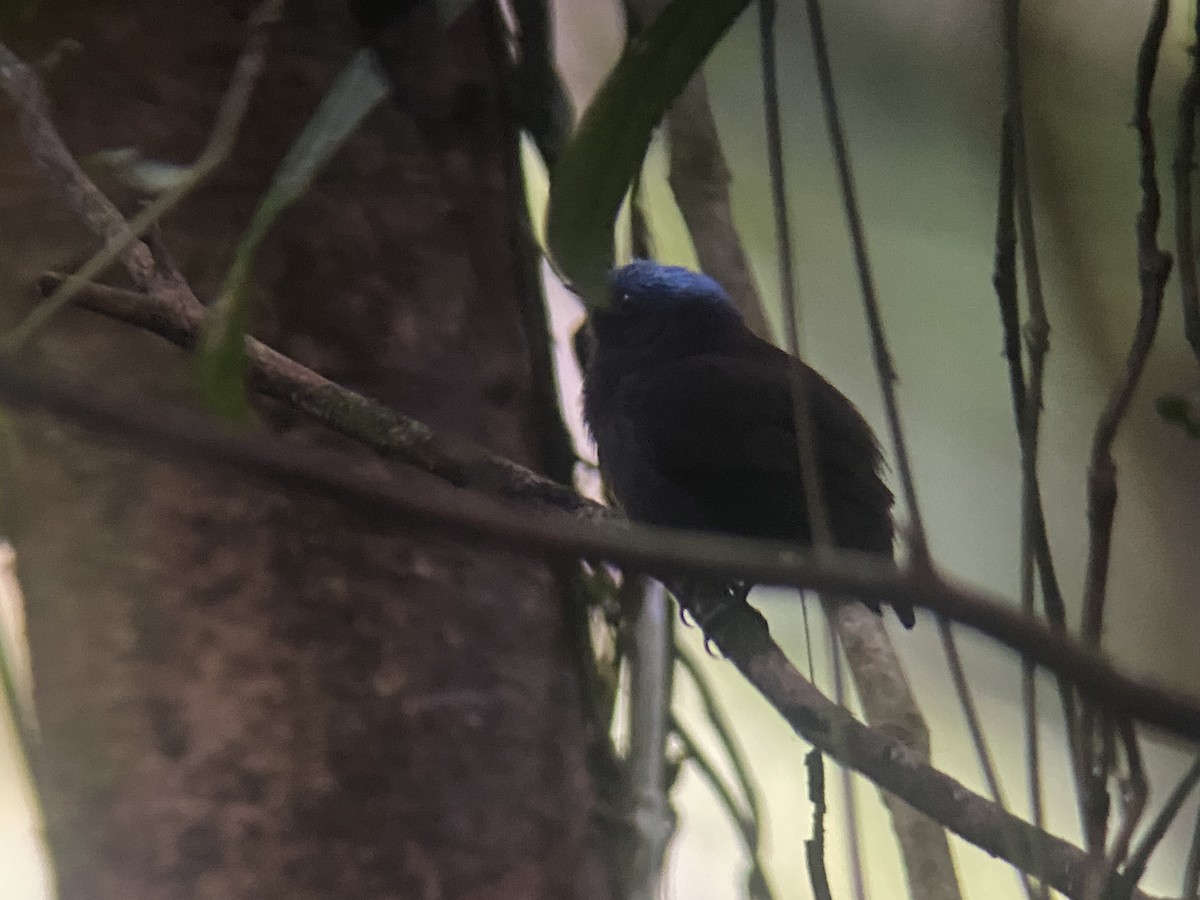 Blue-capped Manakin (Blue-capped) - ML626662591