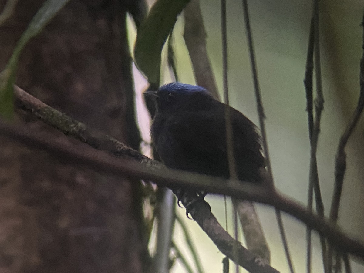 Blue-capped Manakin (Blue-capped) - ML626662592