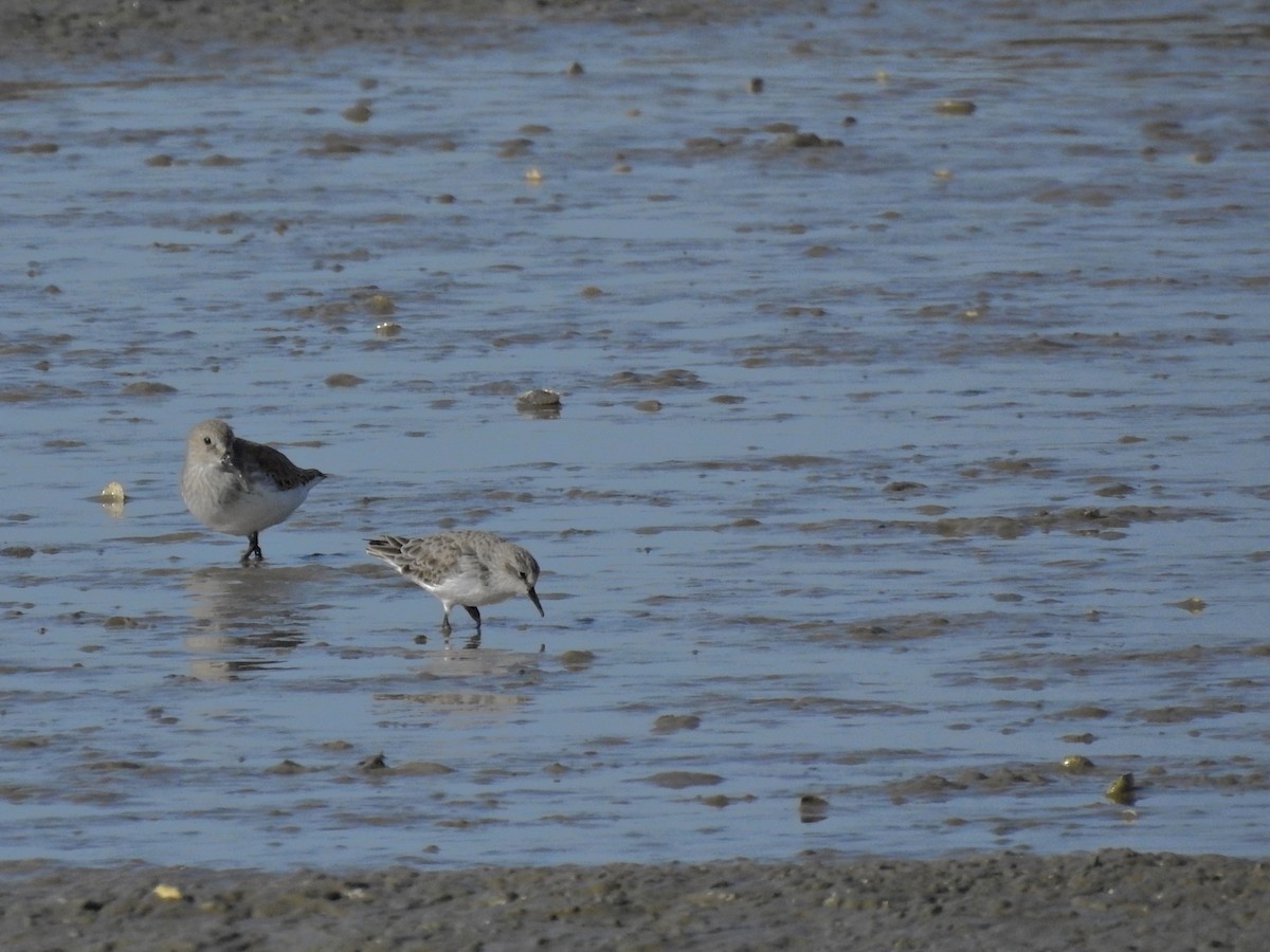 Zwergstrandläufer - ML626662724