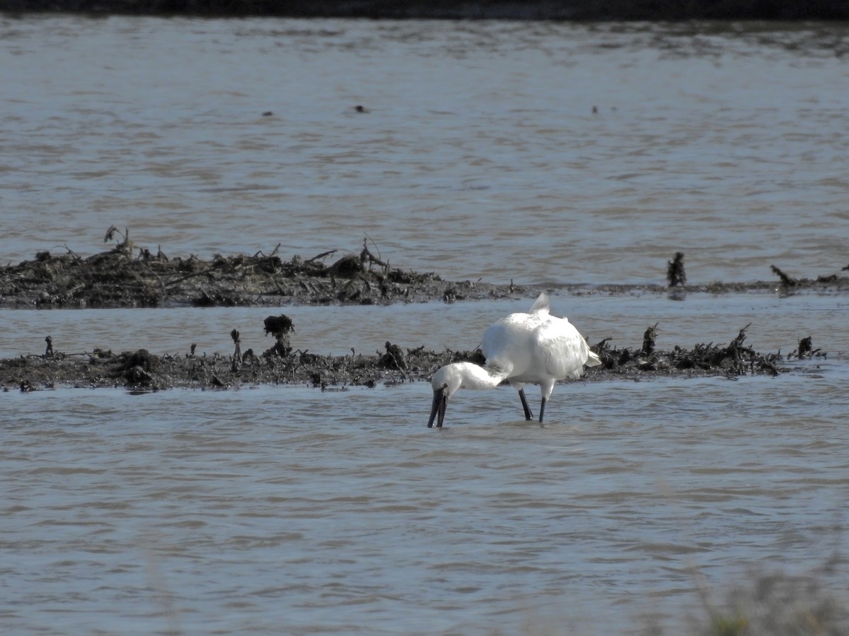 Löffler - ML626662735