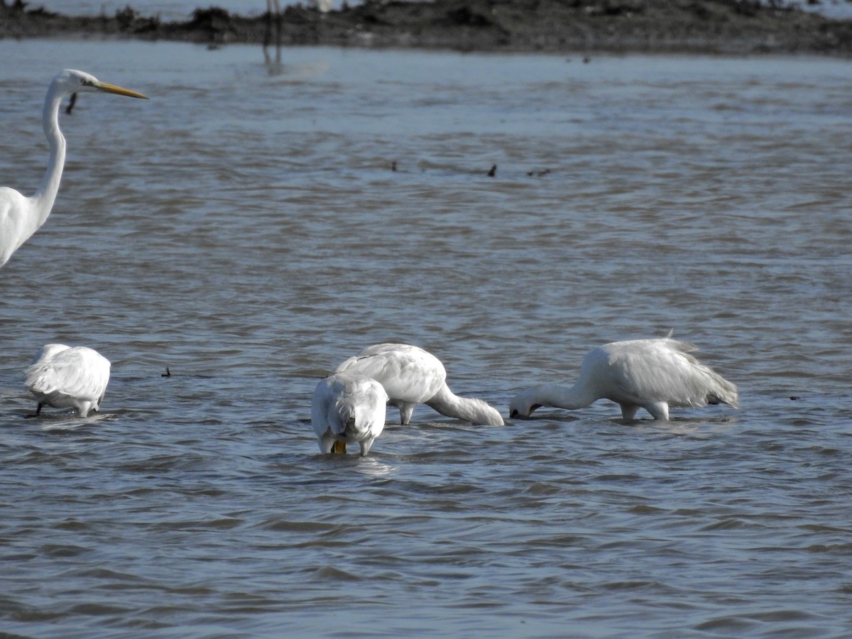 Löffler - ML626662736