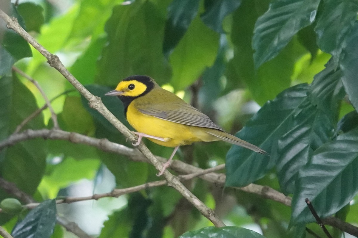 Hooded Warbler - ML626662864