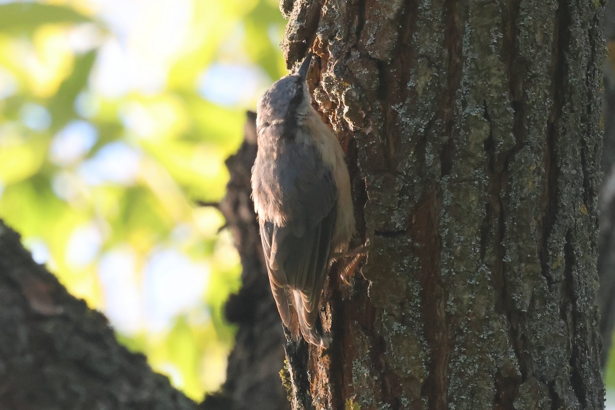 Eurasian Nuthatch - ML626663025