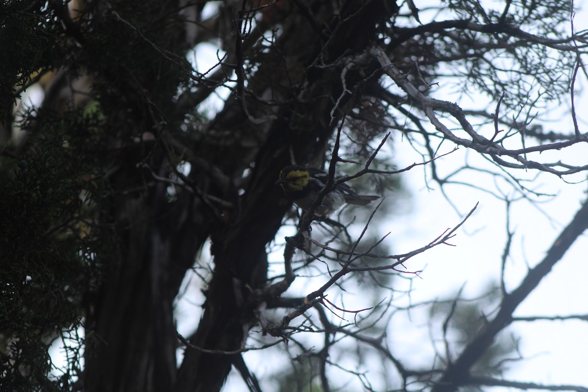 Golden-cheeked Warbler - ML626663067