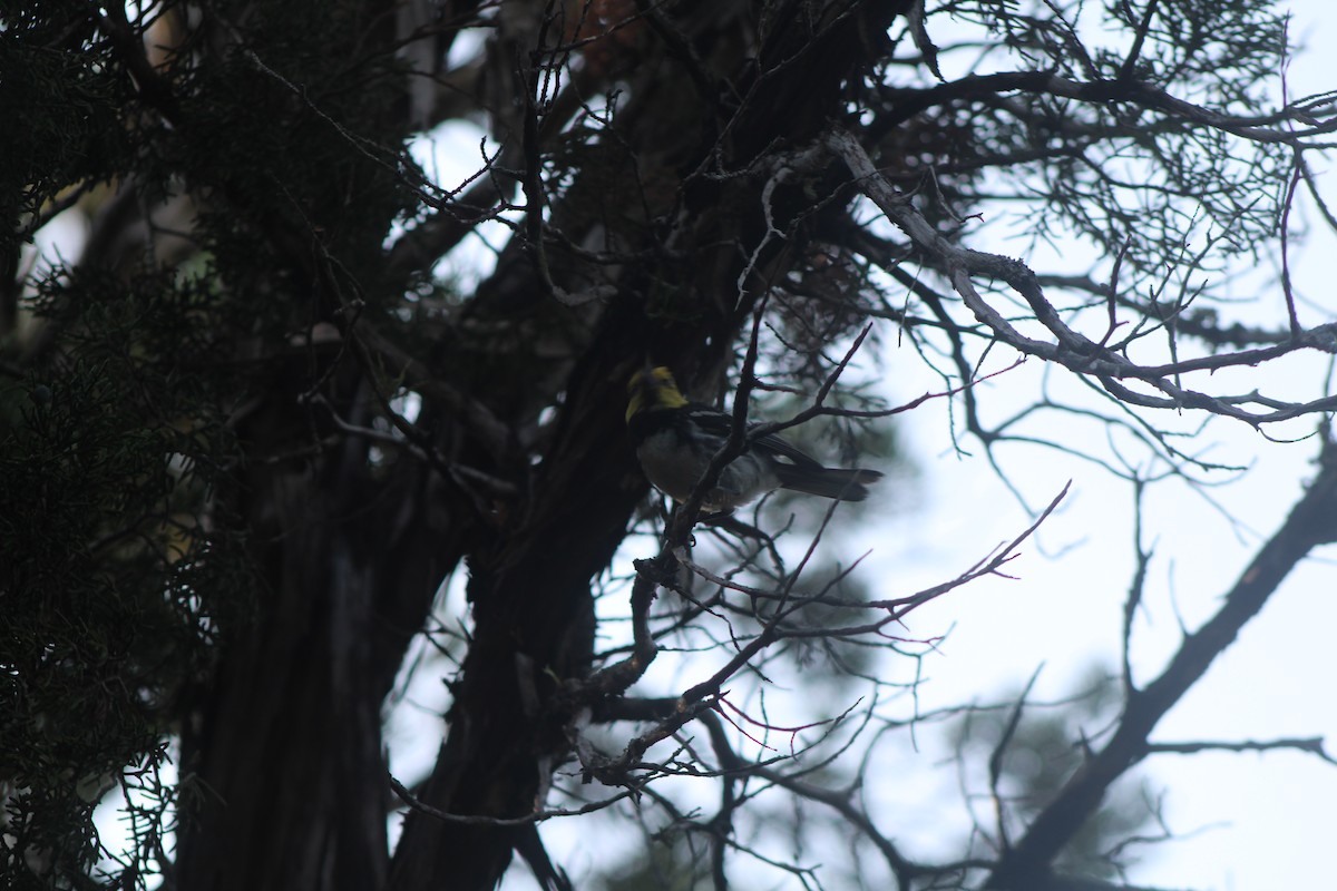 Golden-cheeked Warbler - ML626663068