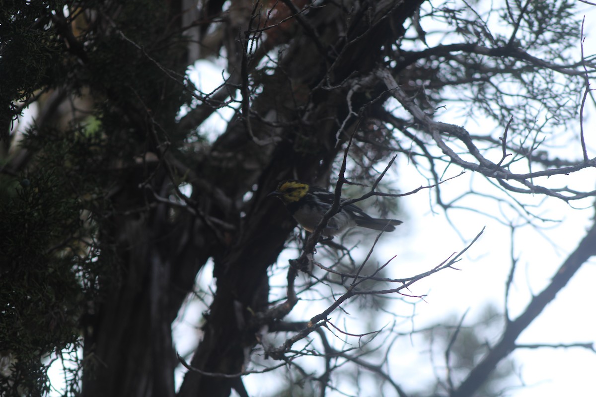 Golden-cheeked Warbler - ML626663069