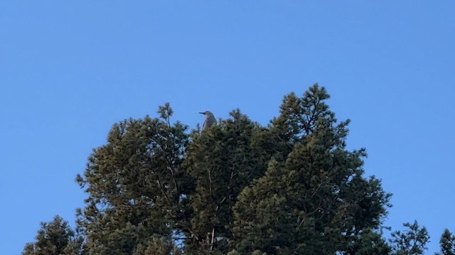 Clark's Nutcracker - ML626663072