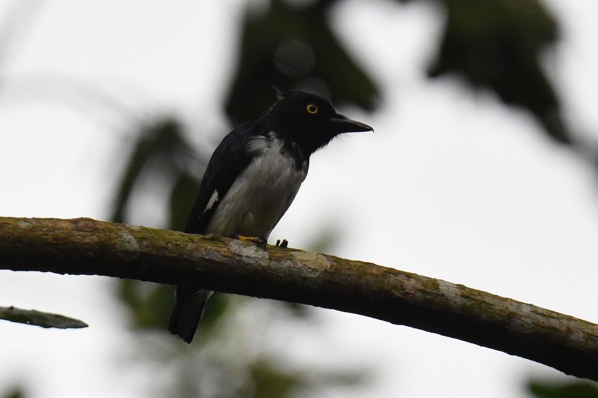 Black-and-white Shrike-flycatcher - ML626663076