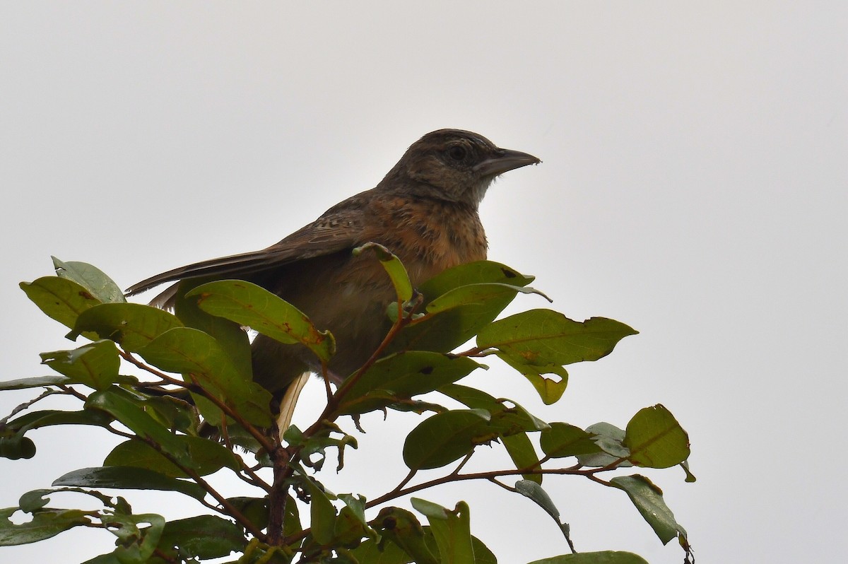 Flappet Lark - ML626663087
