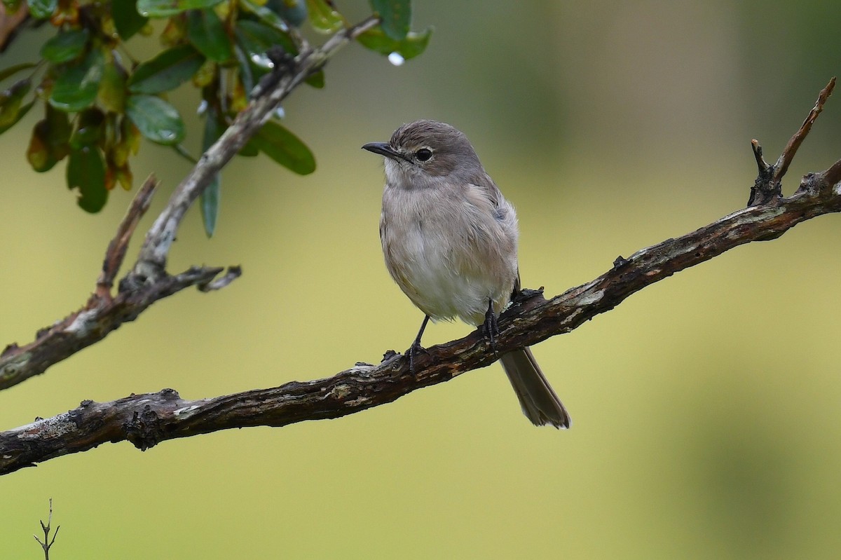 Ashy Flycatcher - ML626663093
