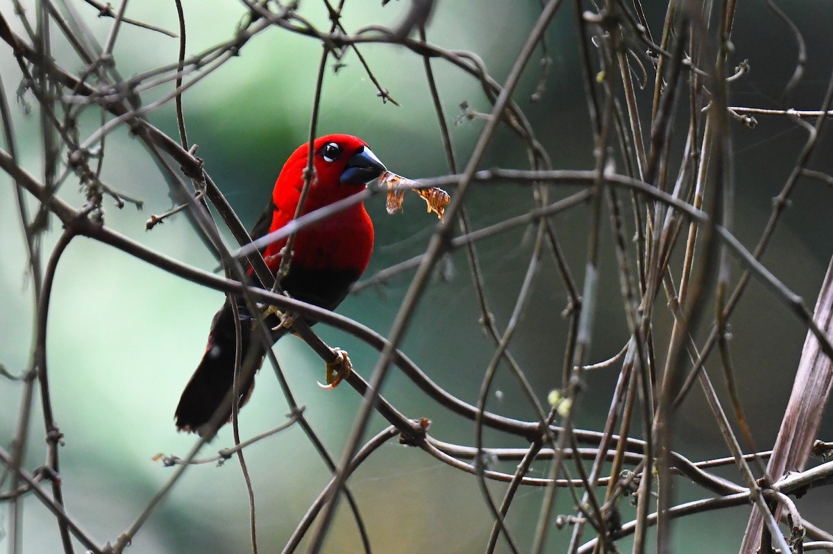 Black-bellied Seedcracker - ML626663104