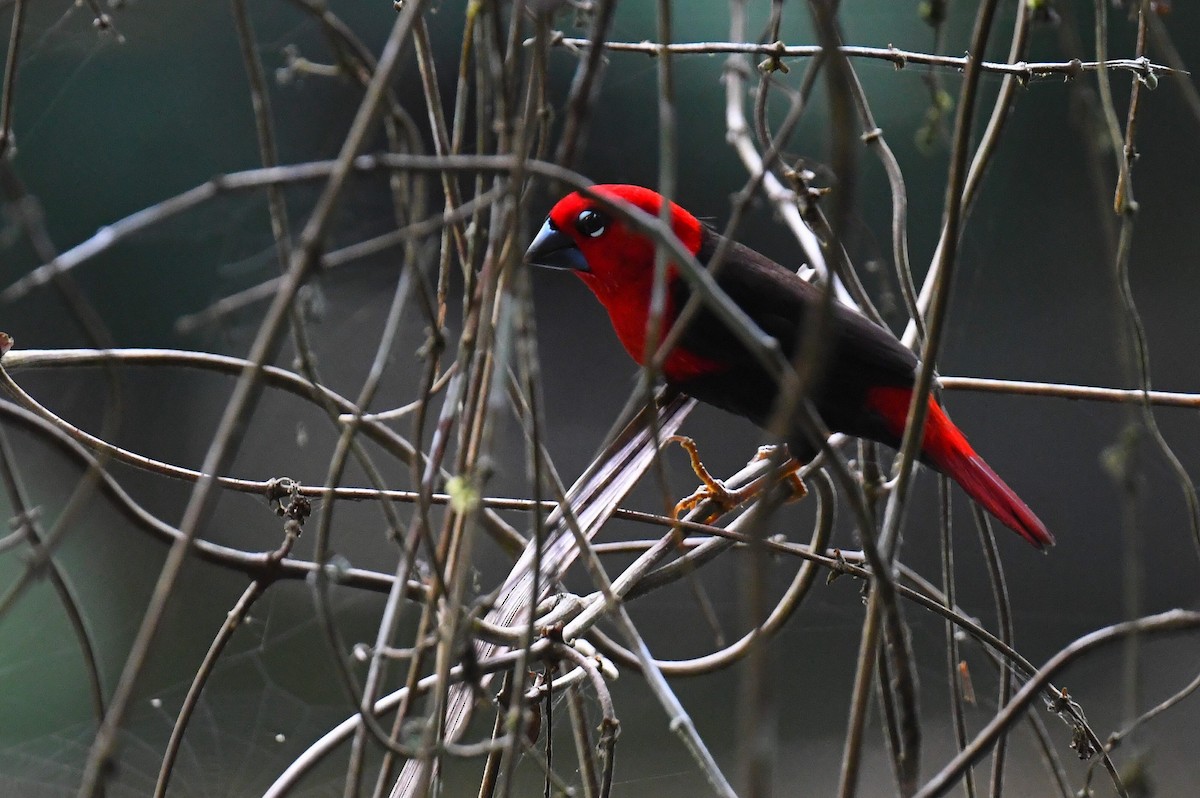 Black-bellied Seedcracker - ML626663120