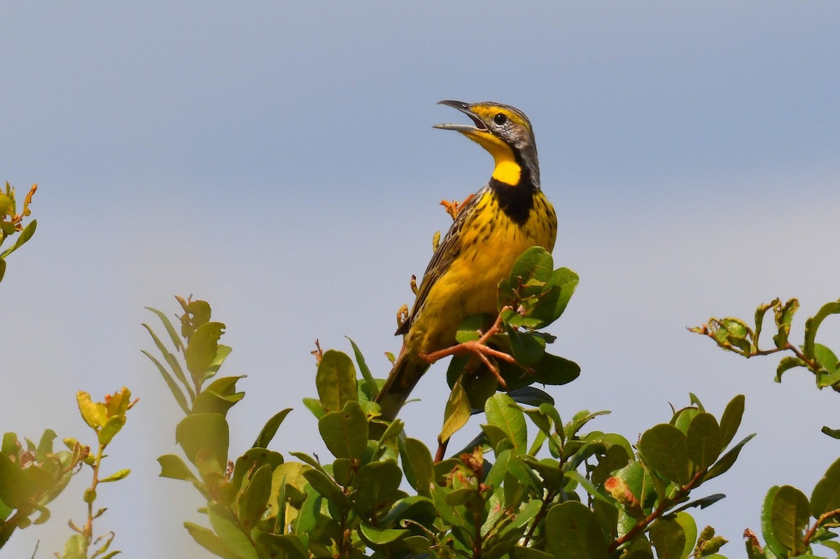 Yellow-throated Longclaw - ML626663135