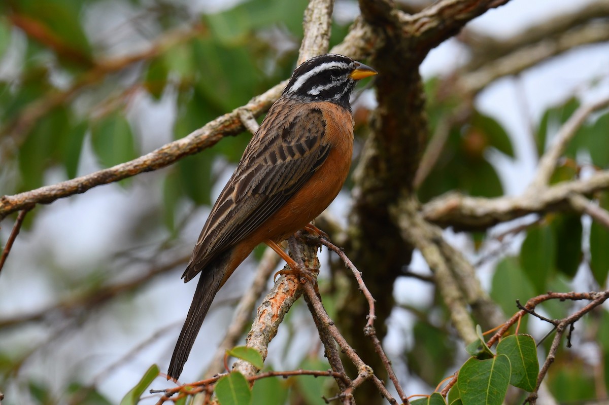 Cinnamon-breasted Bunting - ML626663142