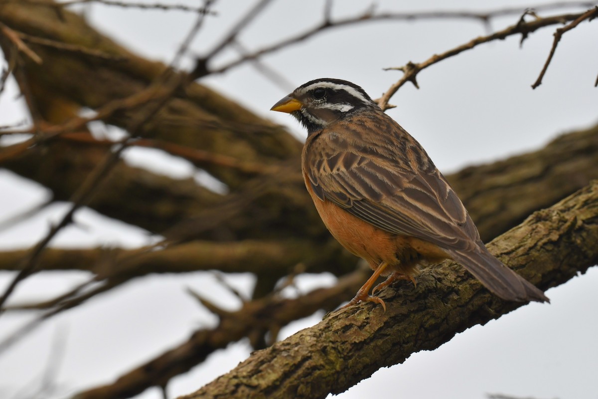 Cinnamon-breasted Bunting - ML626663151