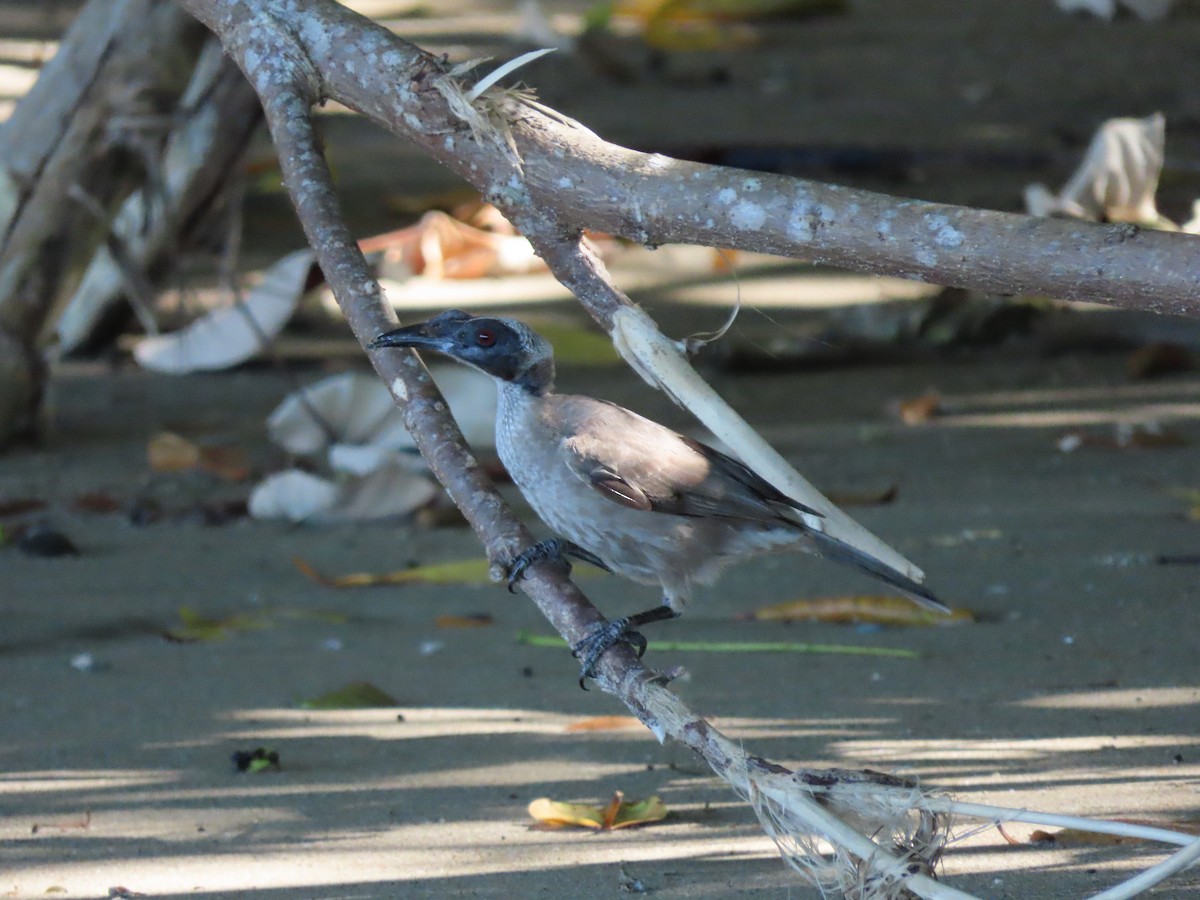 Helmeted Friarbird (Hornbill) - ML626663301