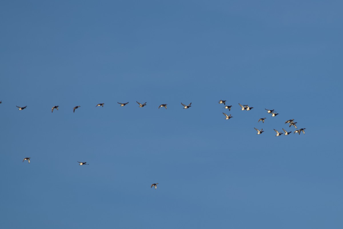 Ring-necked Duck - ML626663396