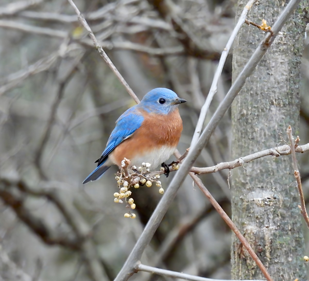 Eastern Bluebird - ML626663427