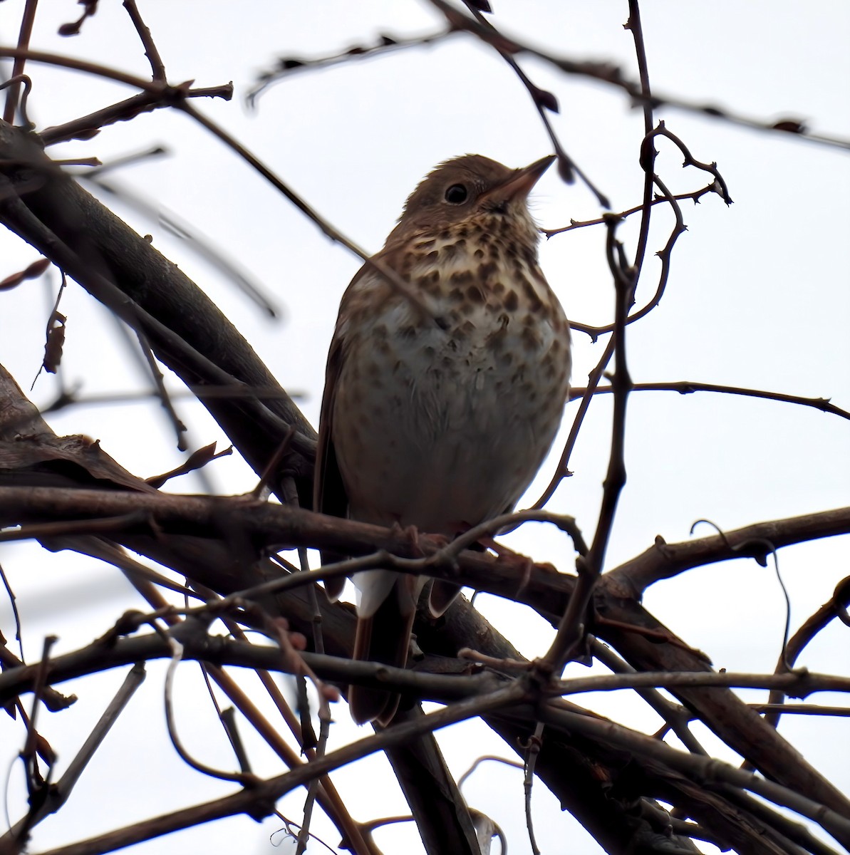 Hermit Thrush - ML626663434