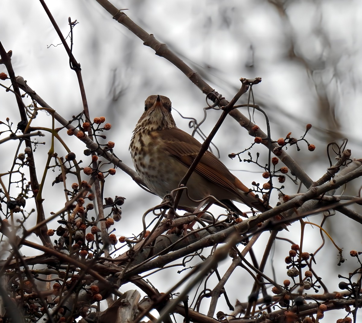 Hermit Thrush - ML626663435