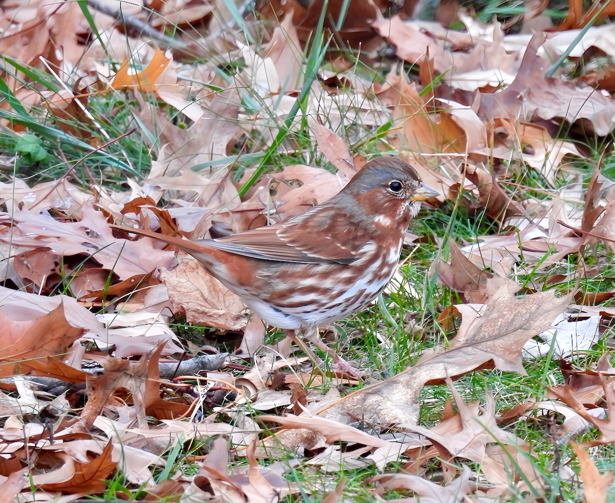 Fox Sparrow - ML626663438