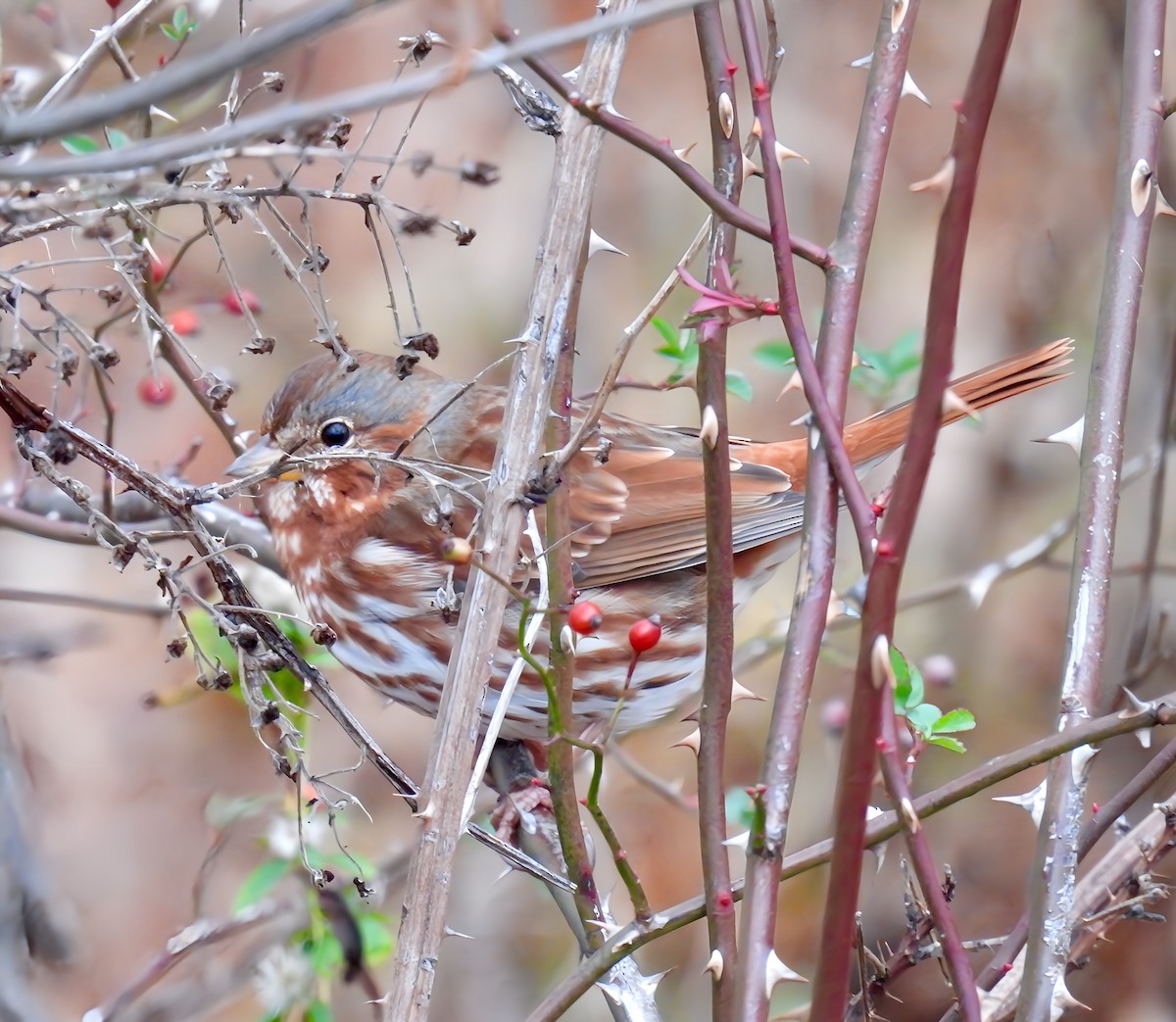 Fox Sparrow - ML626663439