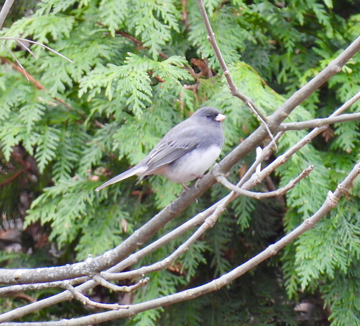 Dark-eyed Junco - ML626663444