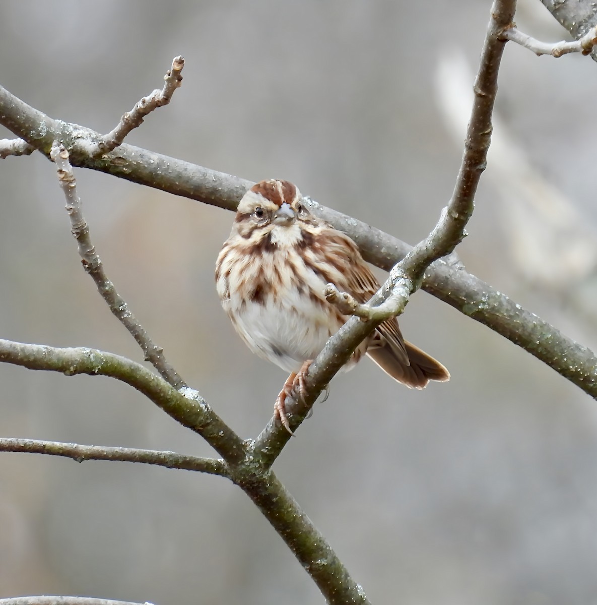 Song Sparrow - ML626663448