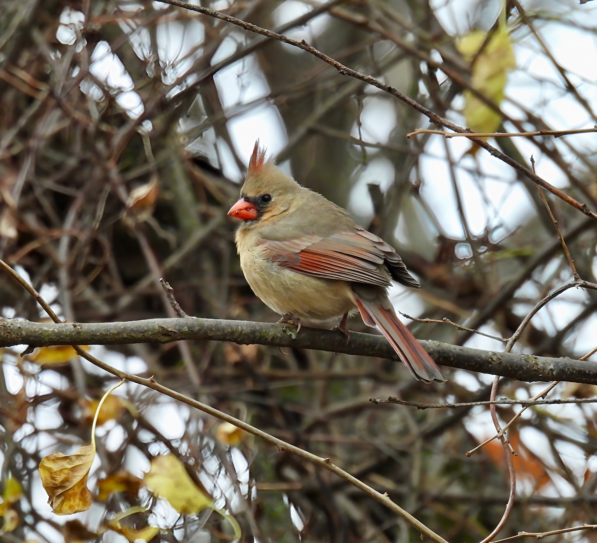 Northern Cardinal - ML626663451
