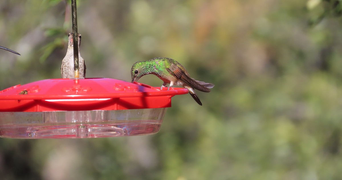 Berylline Hummingbird - ML626663530