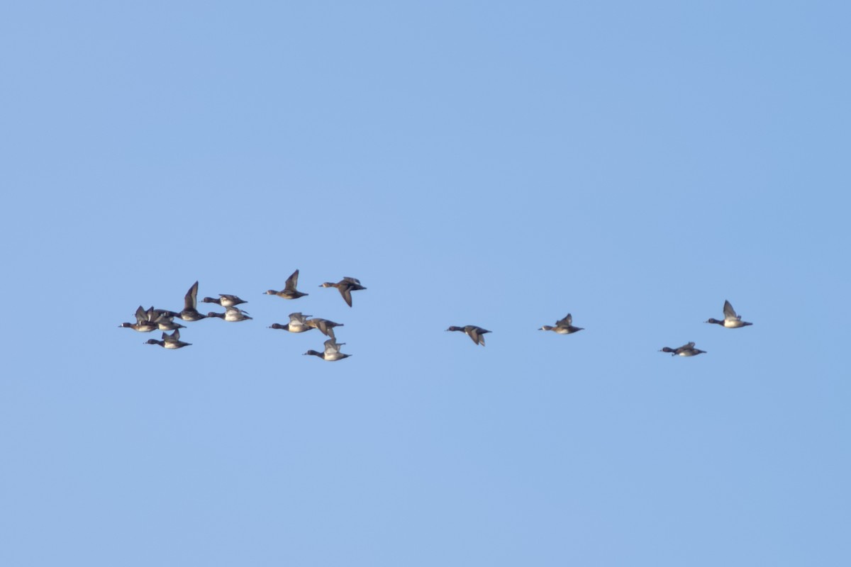 Ring-necked Duck - ML626663542