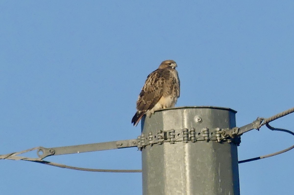 Red-tailed Hawk - ML626663574