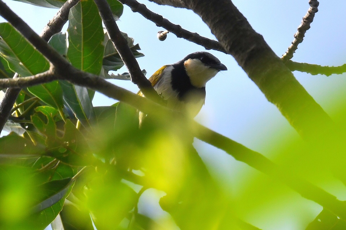 Black-collared Bulbul - ML626663590