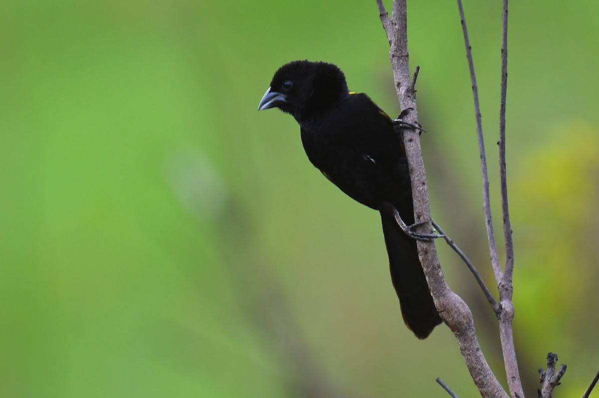 Yellow-mantled Widowbird - ML626663650