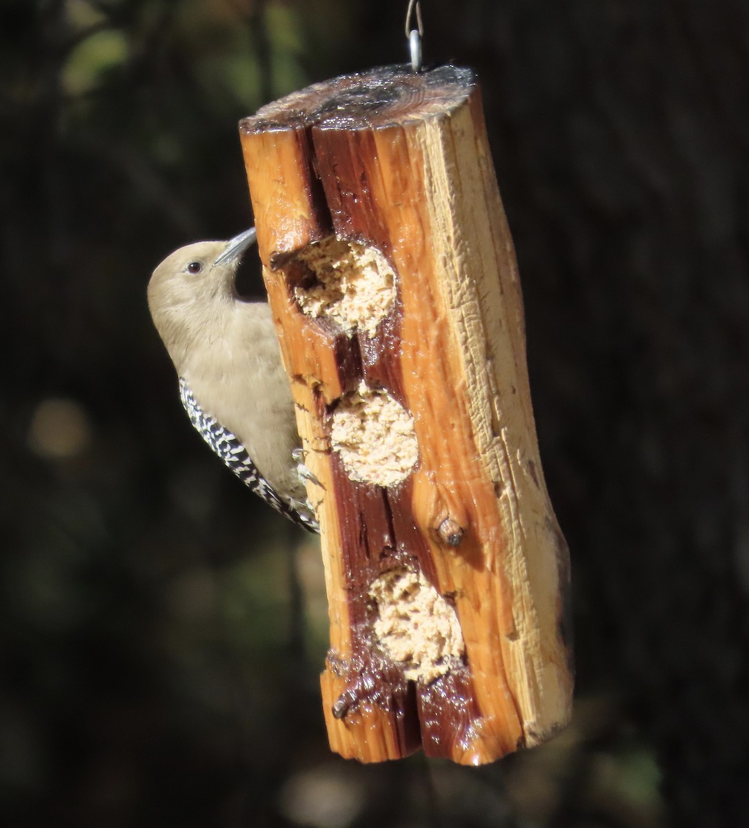 Gila Woodpecker - ML626663656