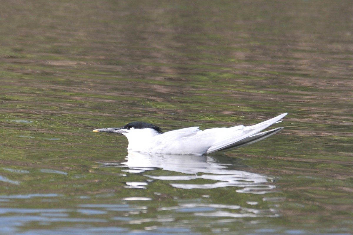 Sandwich Tern - ML626663678