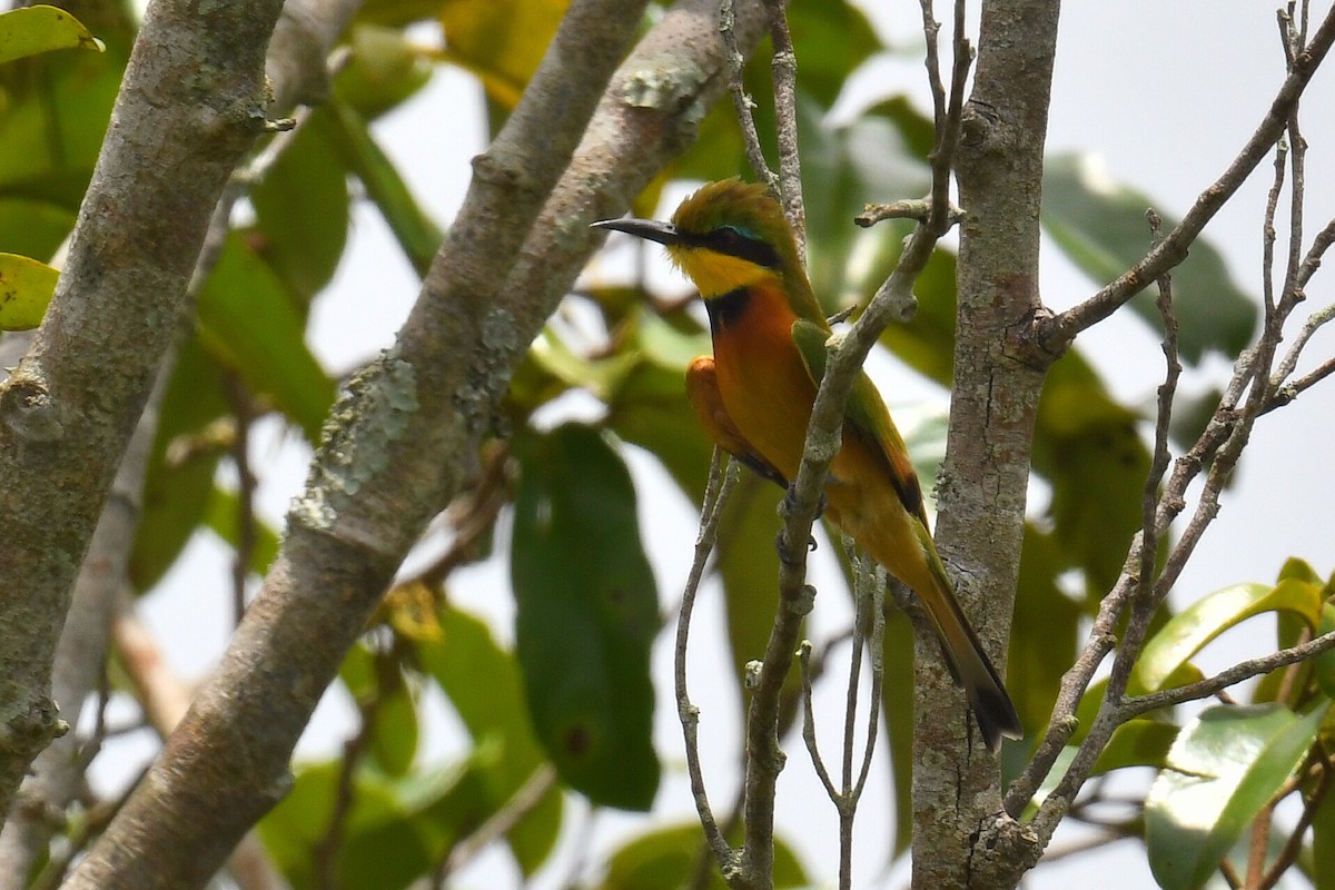Little Bee-eater - ML626663681