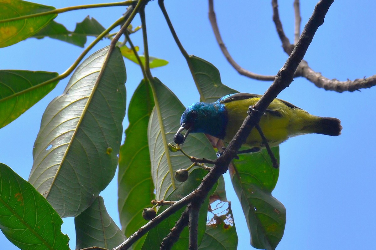 Collared Sunbird - ML626663740