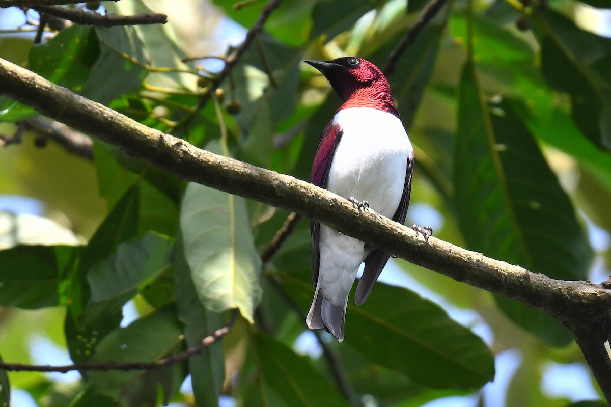 Violet-backed Starling - ML626663778