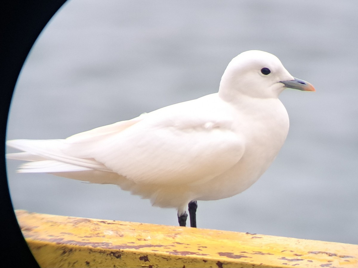Ivory Gull - ML626663784