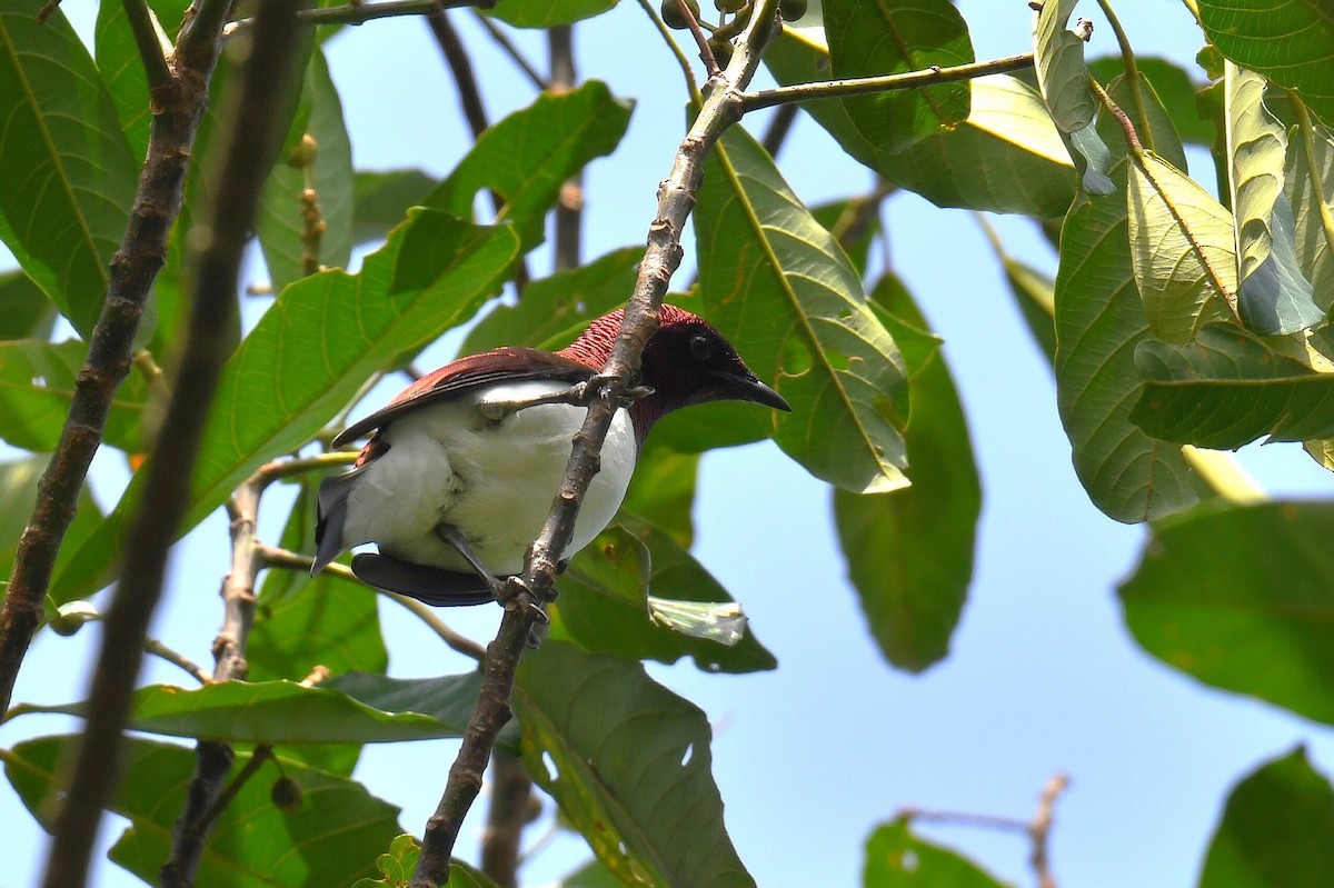 Violet-backed Starling - ML626663795