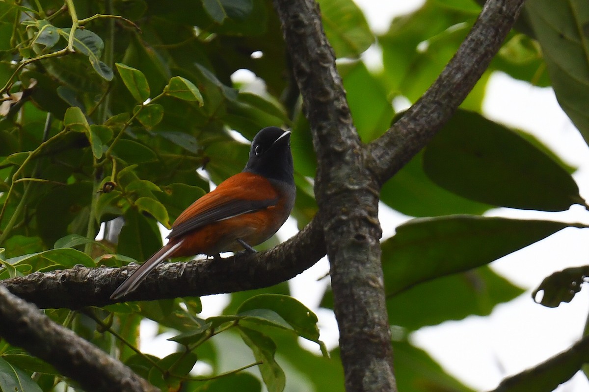 Rufous-vented Paradise-Flycatcher - ML626663819
