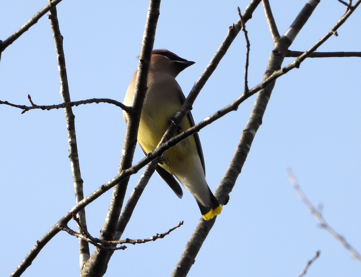 Cedar Waxwing - ML626663834