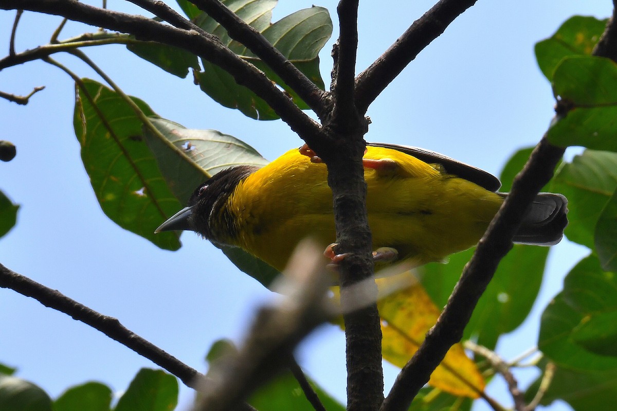 Dark-backed Weaver - ML626663843