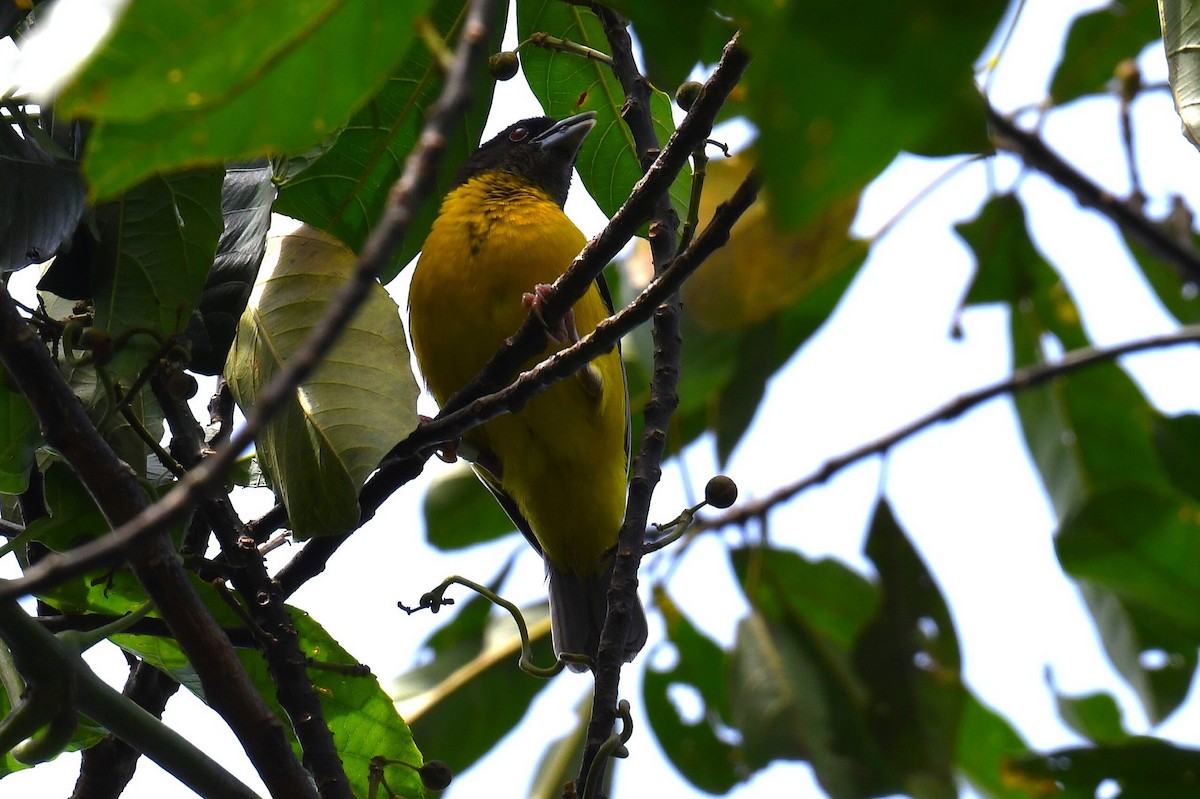 Dark-backed Weaver - ML626663852
