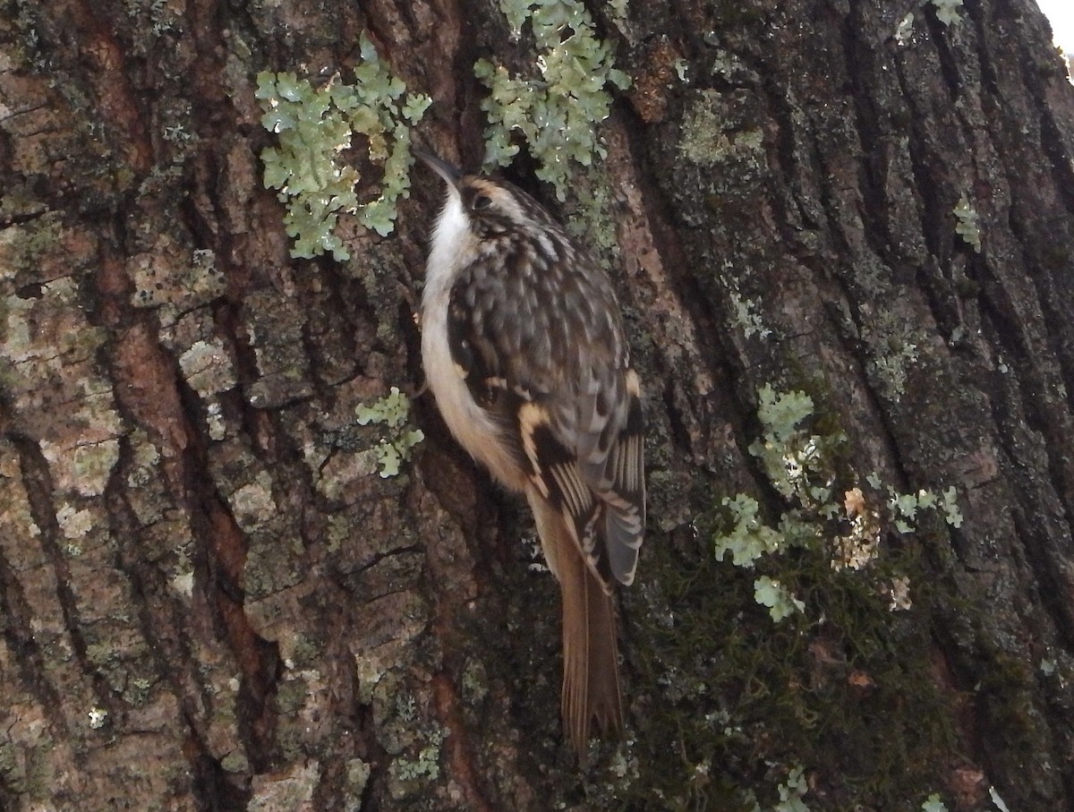Brown Creeper - ML626663864