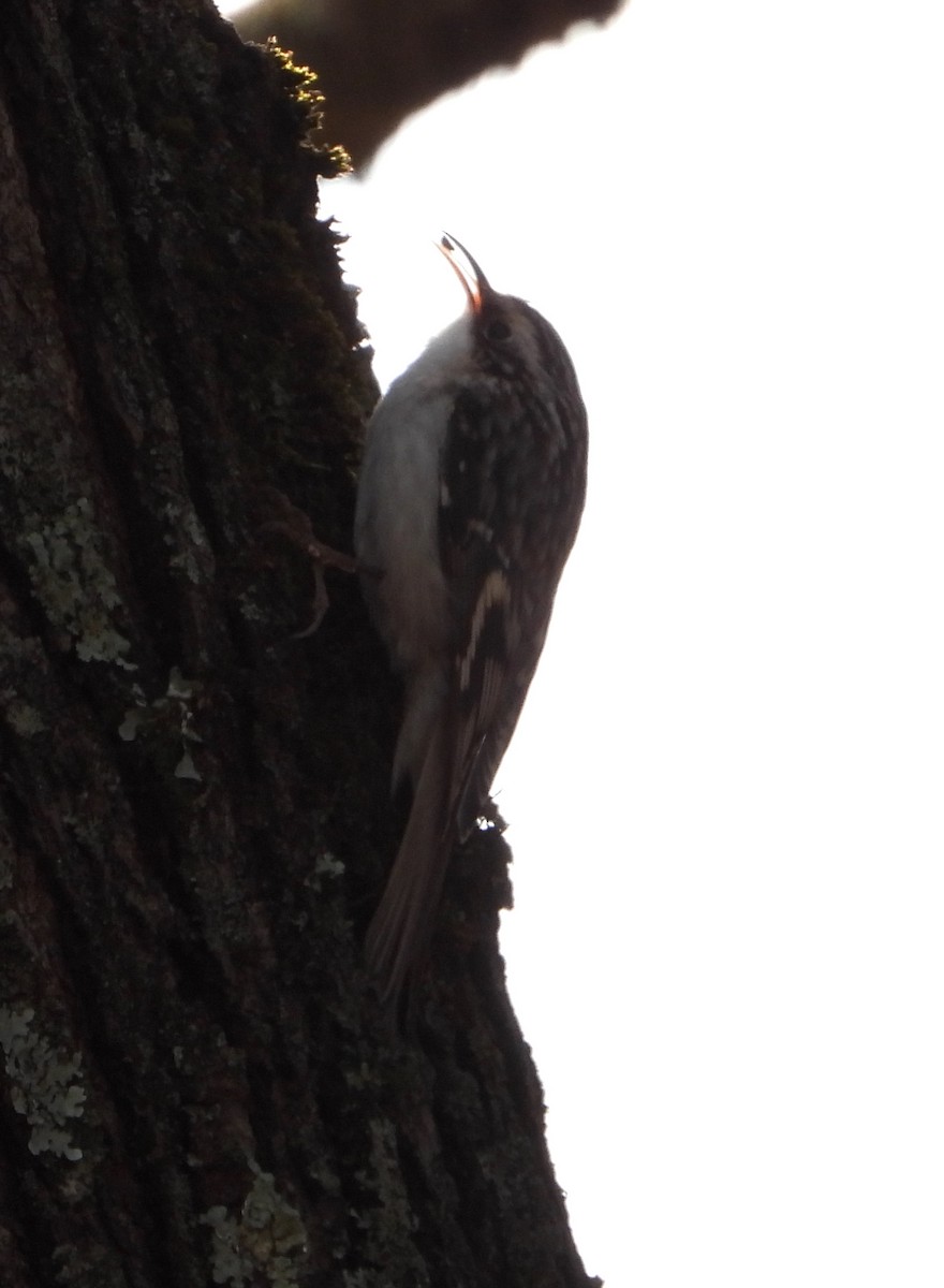 Brown Creeper - ML626663865